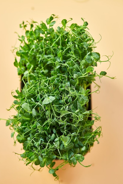 Close up peas microgreens sprouts healthy eating sprouts of\
green peas concept superfoodb copy space