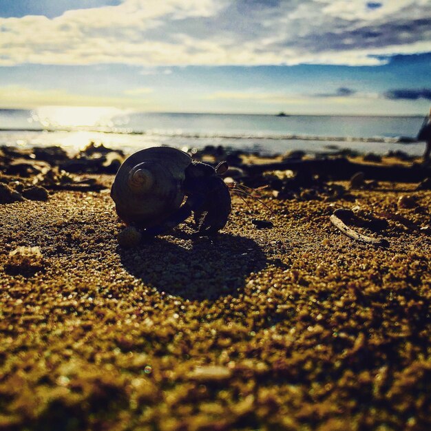 Close-up of pebbles on beach against sky