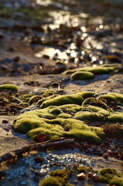 Foto close-up di ciottoli sulla spiaggia