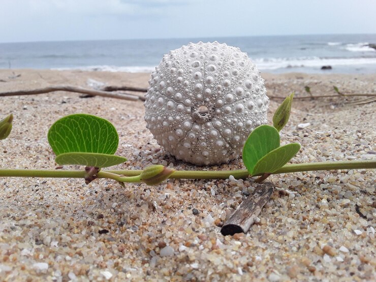 Photo close-up of pebbles on beach