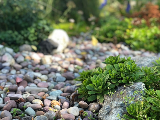 Photo close-up of pebbles on rock