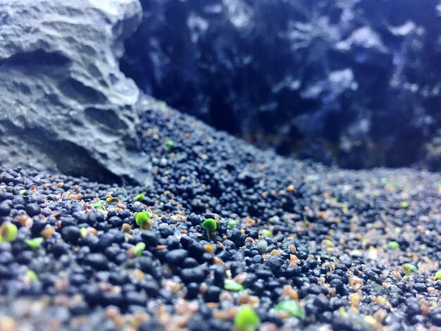 Close-up of pebbles