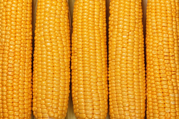 Close-up of peeled ears of raw corn