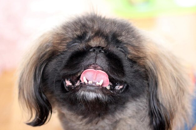 Photo close-up of a pekingese