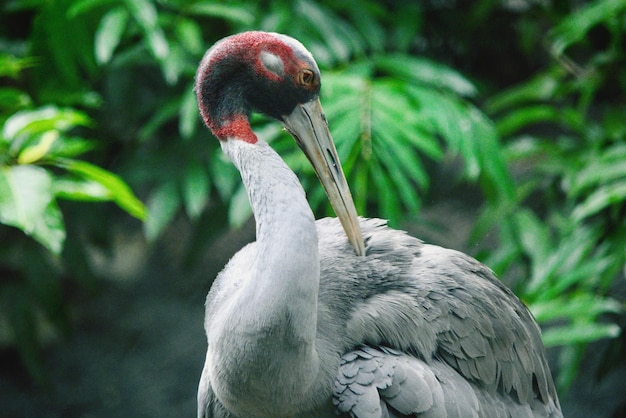 Close-up of pelican against blurred background