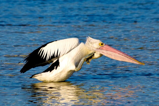 Photo close-up of pelican by sea