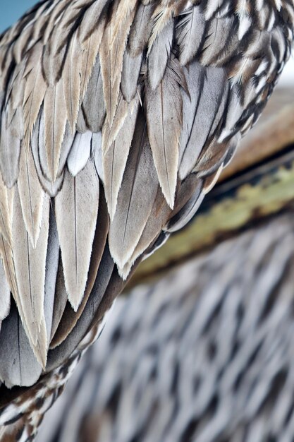 Фото Перья пеликана вблизи