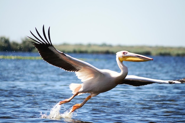 湖の上を飛ぶペリカンのクローズアップ