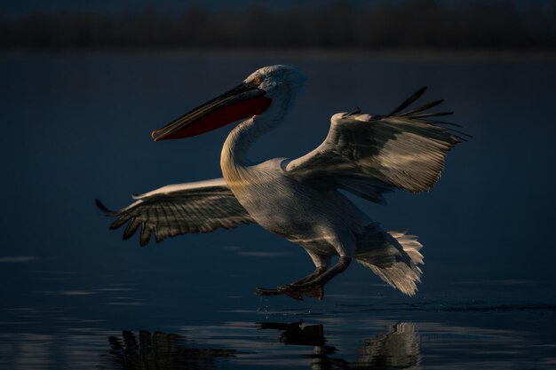 Photo close-up of pelican flying over lake