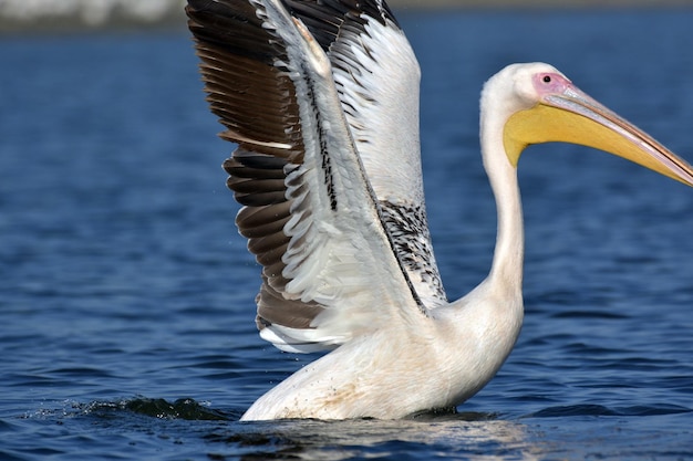 湖 の ペリカン の クローズアップ
