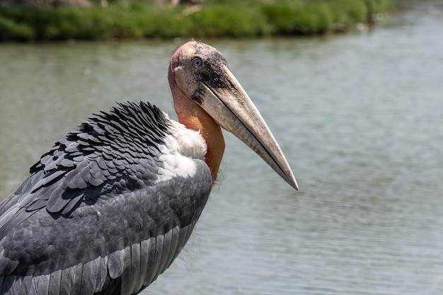 Photo close-up of pelican on lake