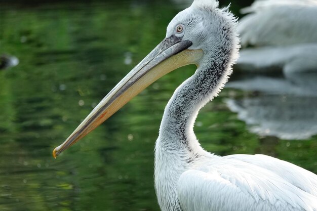 Close-up of pelican in lake