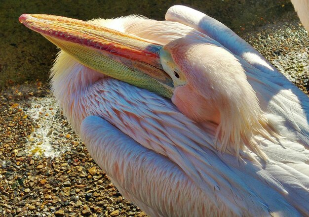 Close-up of pelican perching on ground