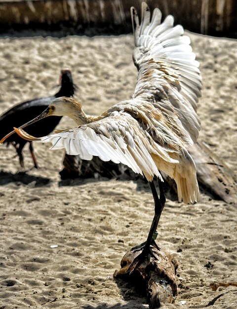 Photo close-up of pelican on shore