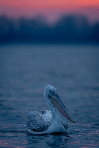 Photo close-up of pelican swimming in sea
