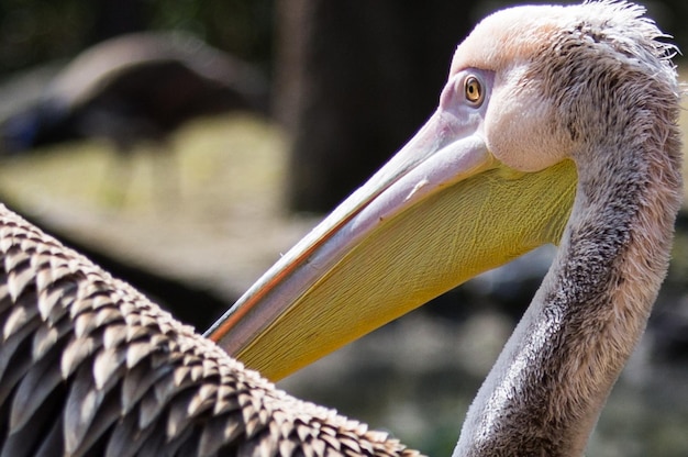 Photo close-up of pelican