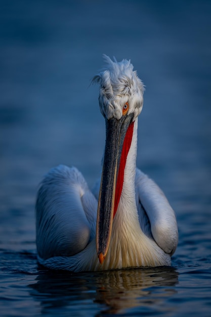 Photo close-up of pelican