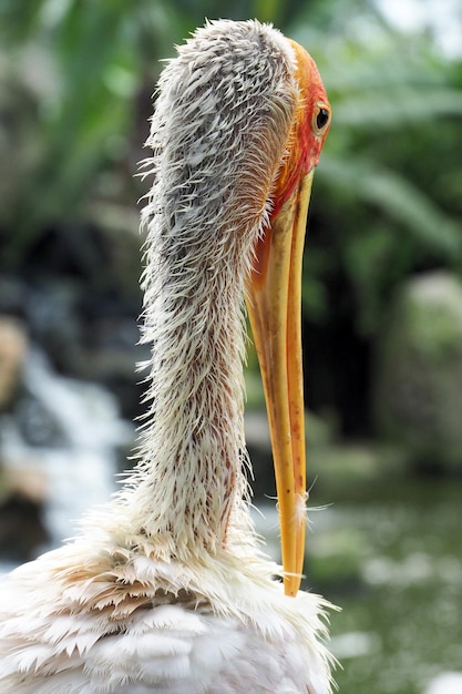 Photo close-up of pelican