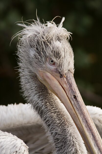 Photo close-up of pelican