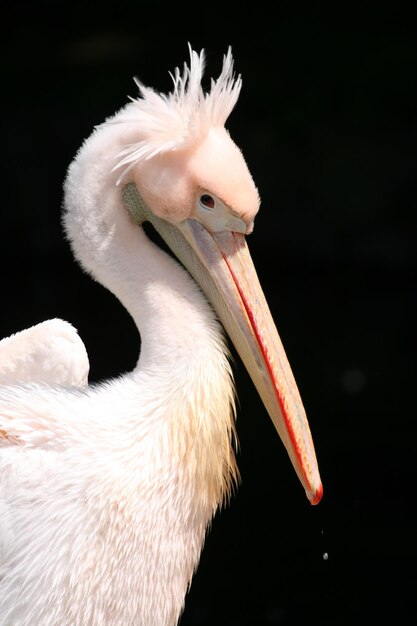 Close-up of pelican