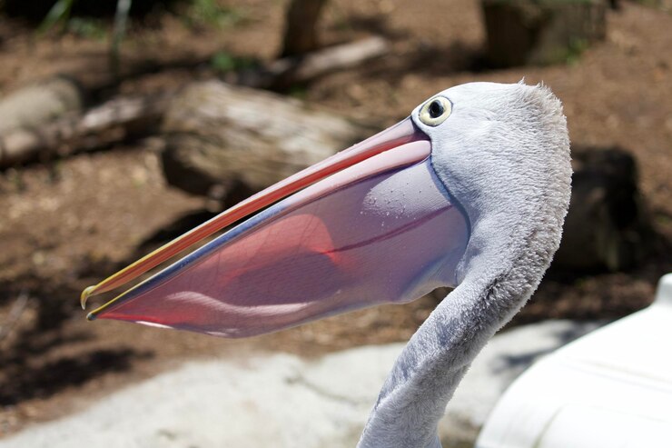 Photo ペリカンのクローズアップ