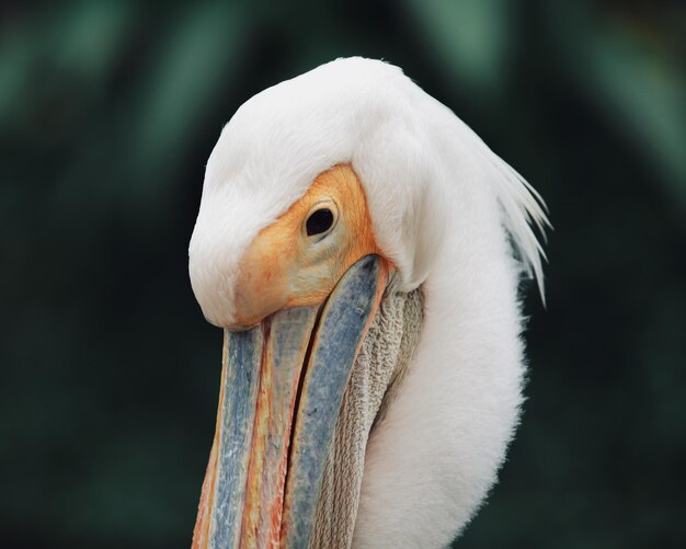 Foto prossimo piano del pellicano