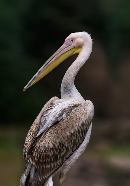 Close-up of pelican