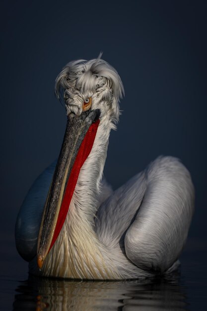 Photo close-up of pelican