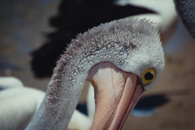 Close-up of pelican