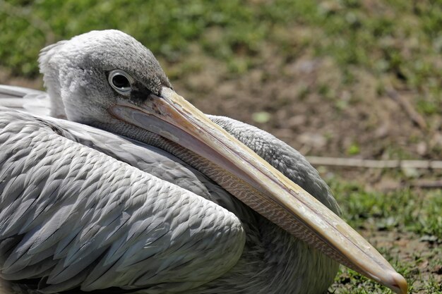 Close up on a pelicans face