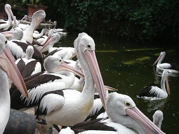 Photo close-up of pelicans