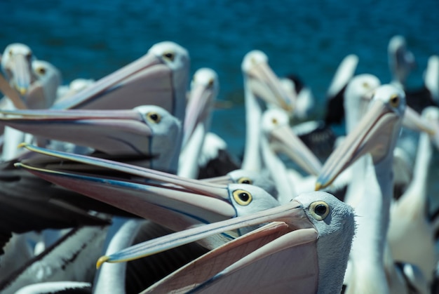 Photo close-up of pelicans