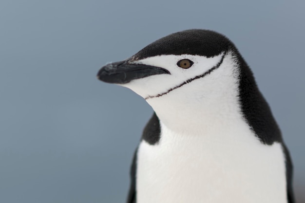 close-up of penguin against clear sky