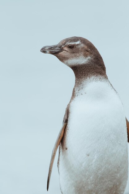 Foto close-up di un pinguino contro un cielo limpido