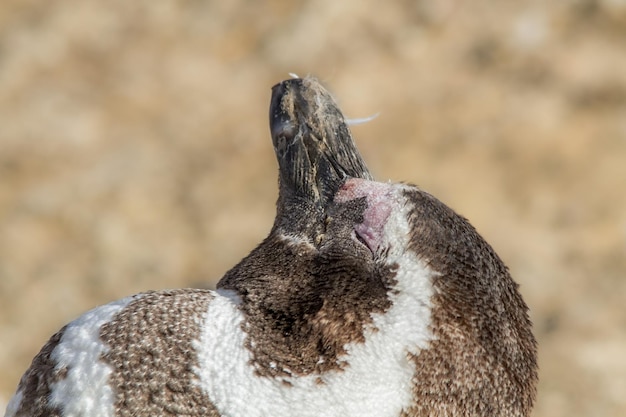 Foto close-up di un pinguino sulla spiaggia