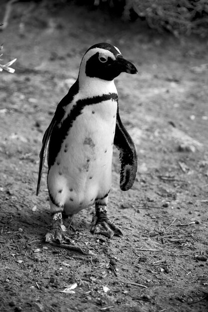 Foto close-up di un pinguino sul campo