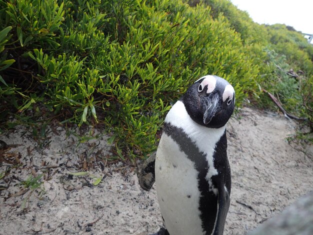 Photo close-up of penguin on grass