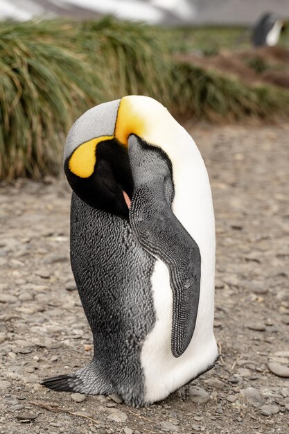 Foto prossimo piano del pinguino a terra