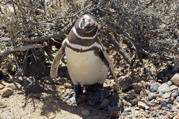 Foto close-up di un pinguino su ciottoli sulla spiaggia