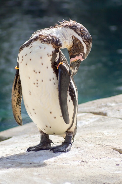 Foto close-up di un pinguino su una roccia contro il mare
