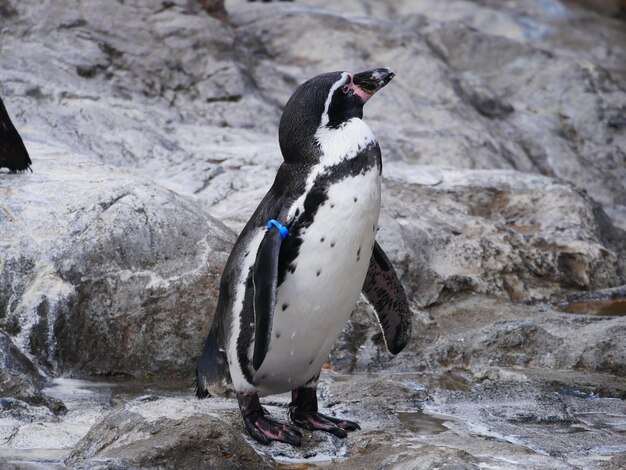 Photo close-up of penguin on rock