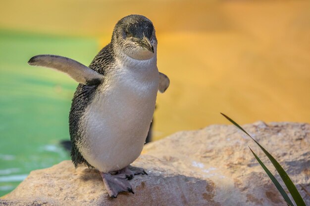 岩の上にあるペンギンのクローズアップ