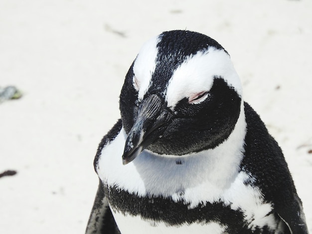 雪の上のペンギンのクローズアップ