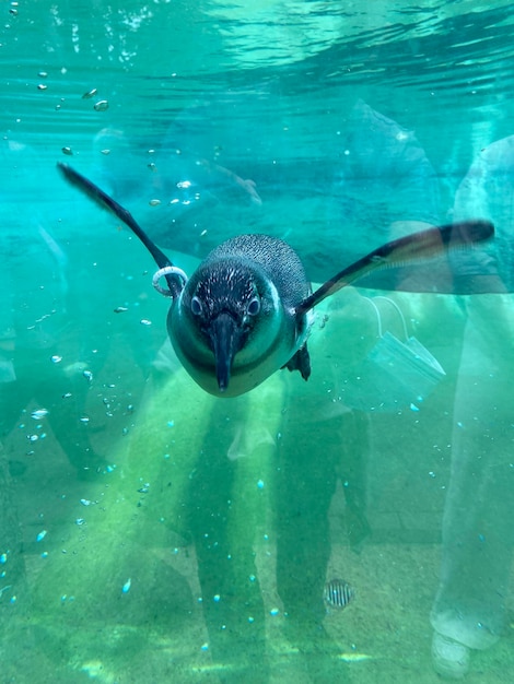 Foto prossimo piano di un pinguino che nuota in mare