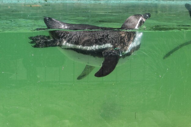 Close-up of penguin swimming in sea