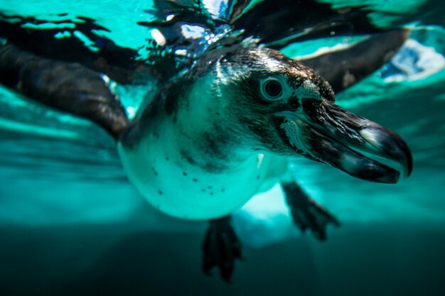 Photo close-up of penguin swimming in sea