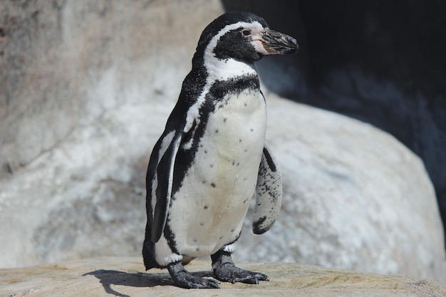壁のペンギンのクローズアップ