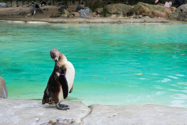 動物園の青い水の背景にペンギンのクローズ アップ