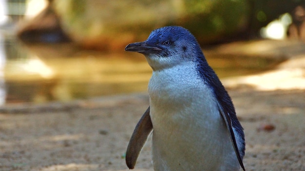 Photo close-up of penguin at zoo