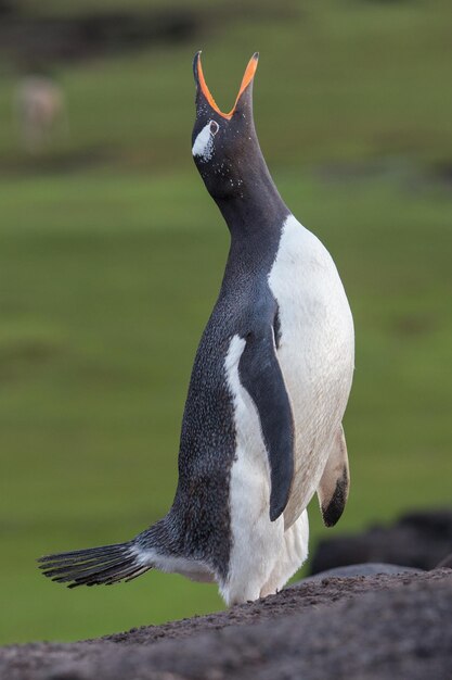 Photo close-up of penguin